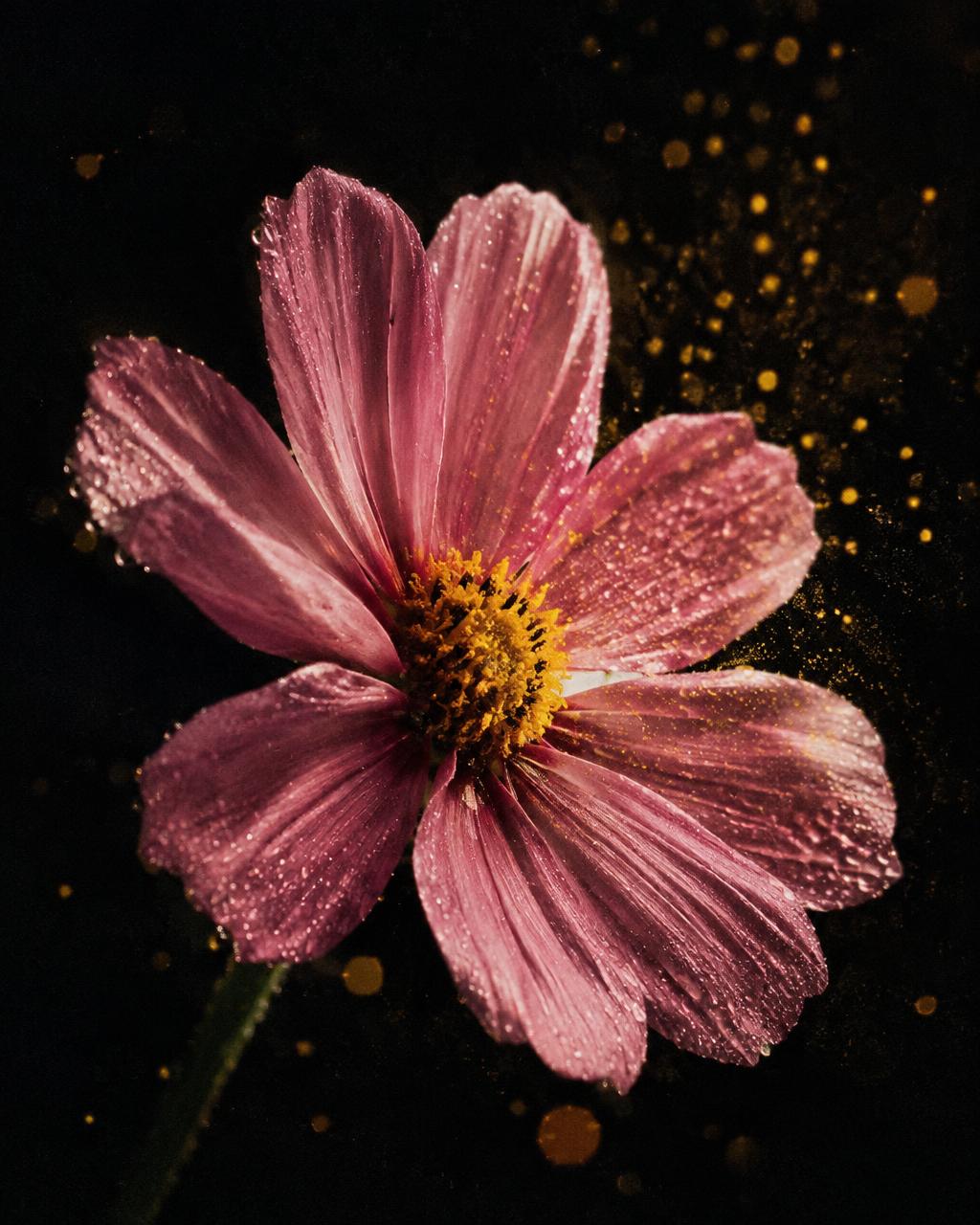 Scent — studio visual reference